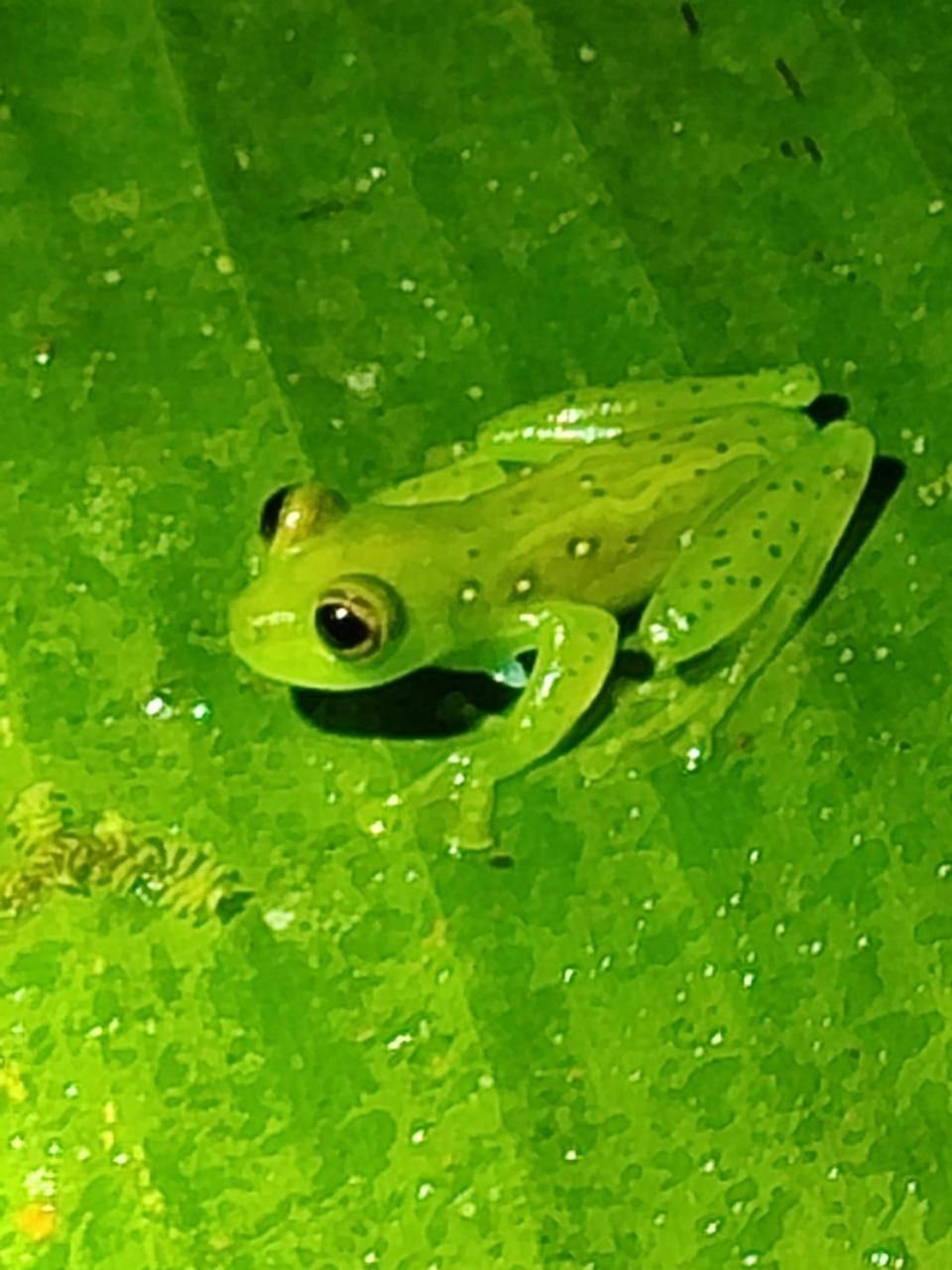 Mindo Garden Lodge And Wildlife Reserve מראה חיצוני תמונה