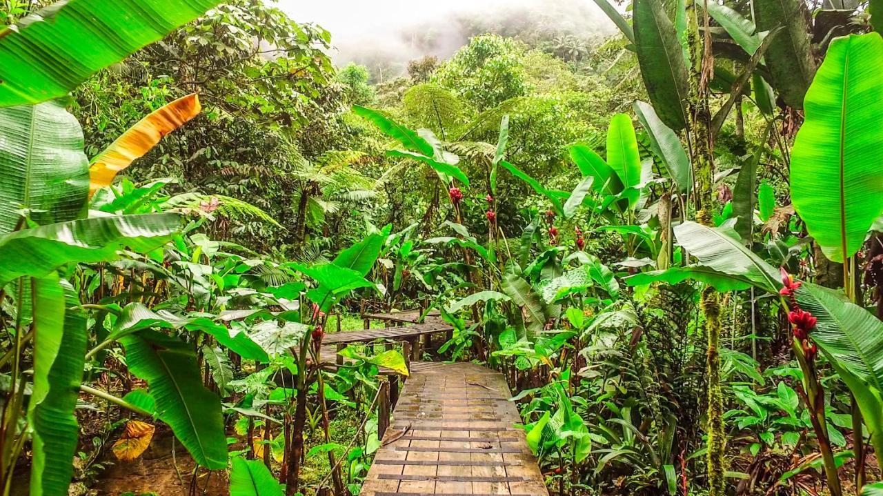 Mindo Garden Lodge And Wildlife Reserve מראה חיצוני תמונה